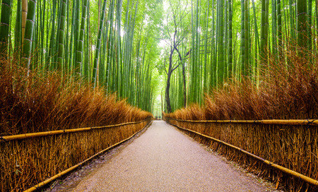 Bambu Nedir, Nerelerde Kullanılır? 