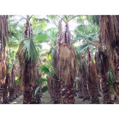 Best Palm Palmiye-Washingtonia Robusta Peyzaj